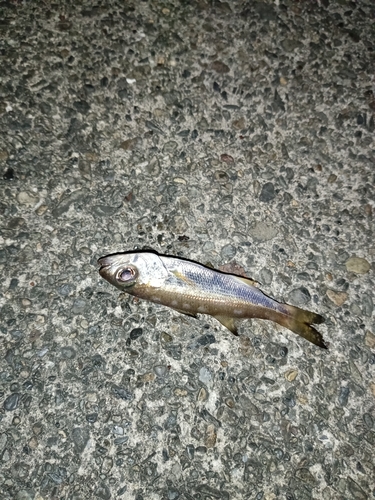 クロムツの釣果