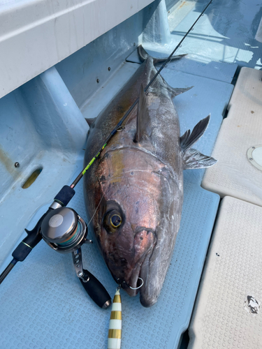 カンパチの釣果