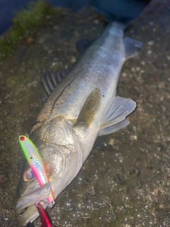 スズキの釣果