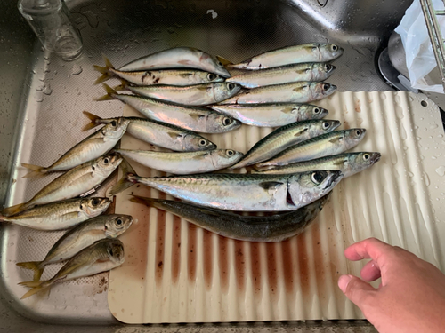 サバの釣果