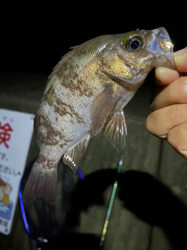 イナダの釣果