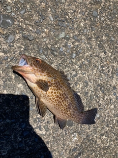 オオモンハタの釣果