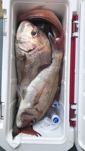 タイの釣果