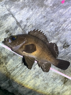 メバルの釣果