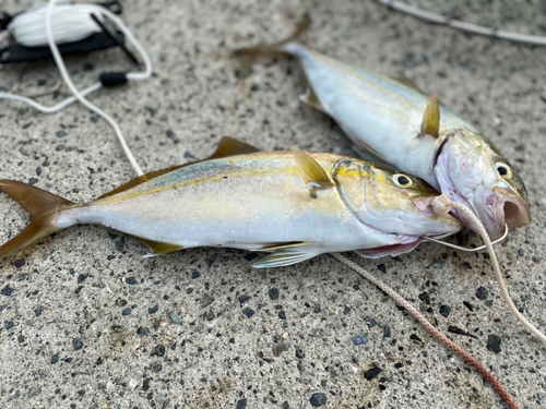 ネイリの釣果