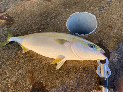 ハマチの釣果