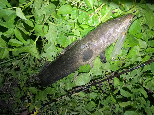 ライギョの釣果