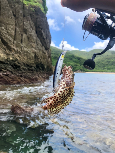 オオモンハタの釣果