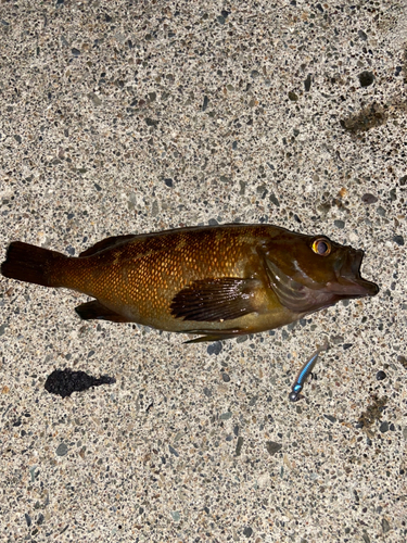 エゾメバルの釣果