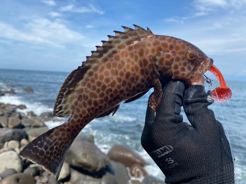 オオモンハタの釣果