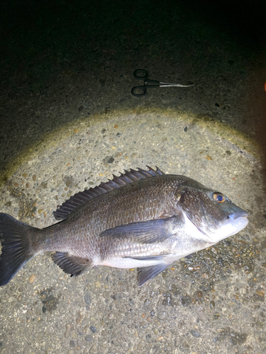 チヌの釣果