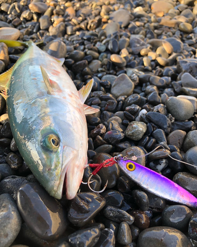 ワカシの釣果