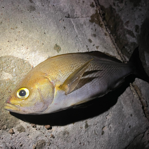 イサキの釣果