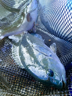 クチブトグレの釣果