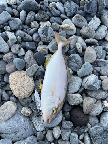 ショゴの釣果