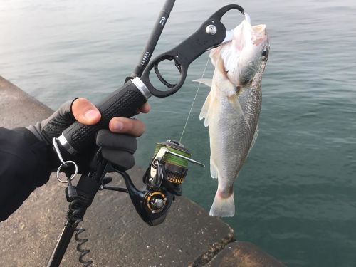 シログチの釣果