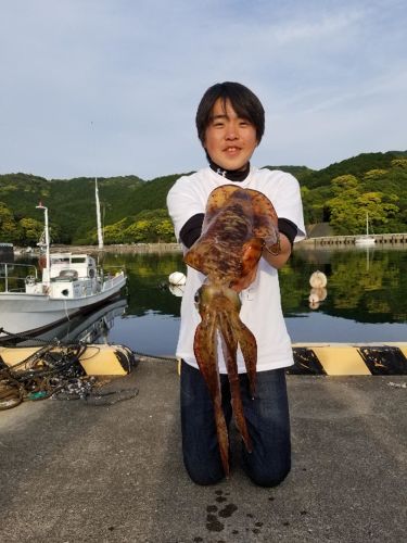 アオリイカの釣果