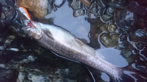 イワナの釣果