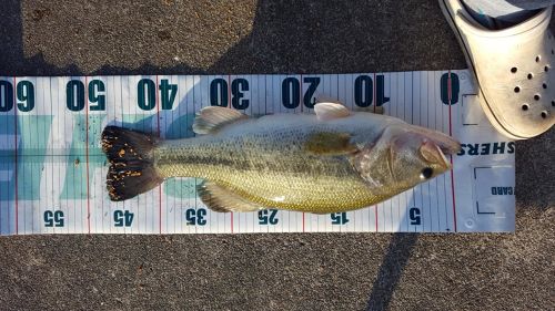 ブラックバスの釣果