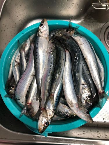 マイワシの釣果