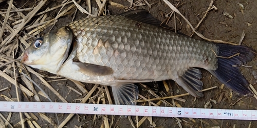 マブナの釣果