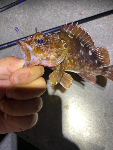 カサゴの釣果