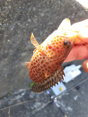 オオモンハタの釣果