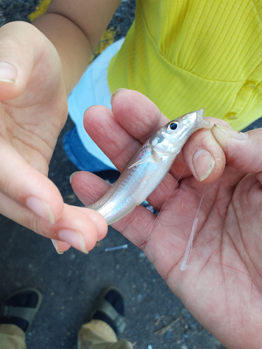 キスの釣果