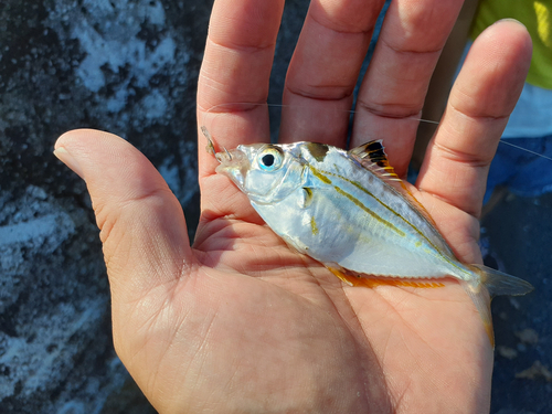 ヒイラギの釣果