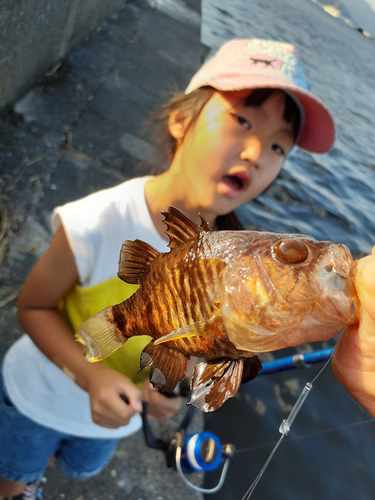 クロイシモチの釣果