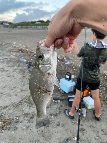 セイゴ（ヒラスズキ）の釣果