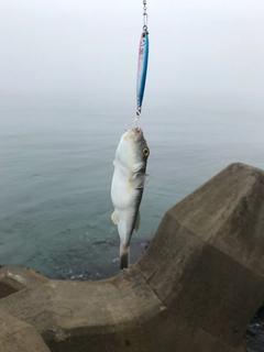 フグの釣果