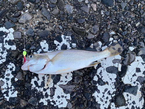 イシモチの釣果