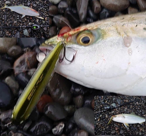 イナダの釣果