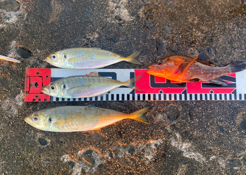 アジの釣果