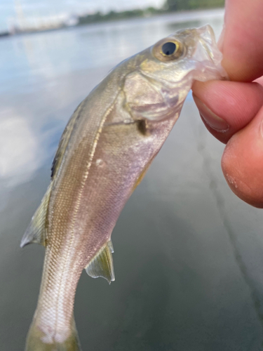 セイゴ（マルスズキ）の釣果