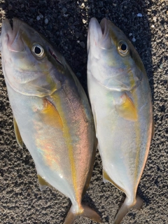 ショゴの釣果