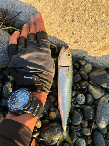 サバの釣果