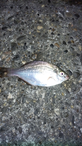 ウミタナゴの釣果