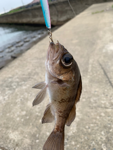 シロメバルの釣果