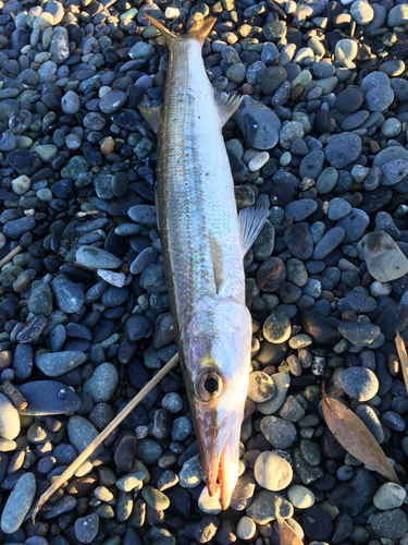 カマスの釣果