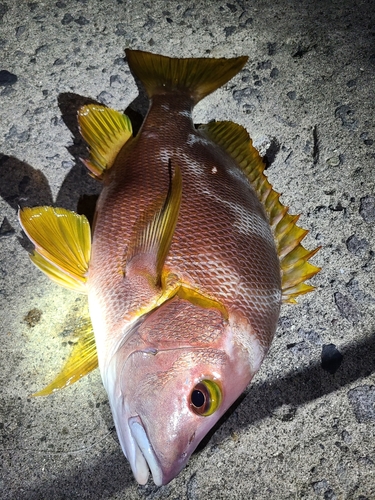 シブダイの釣果