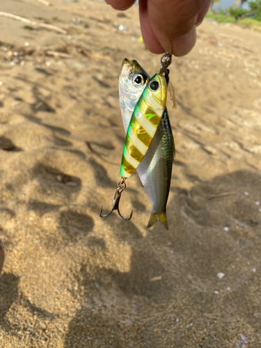 サッパの釣果