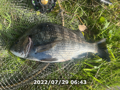 クロダイの釣果