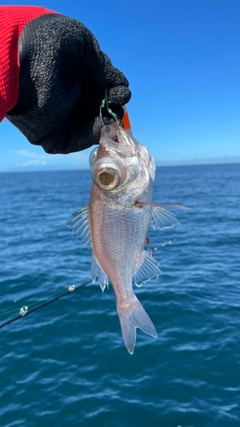 オオメハタの釣果