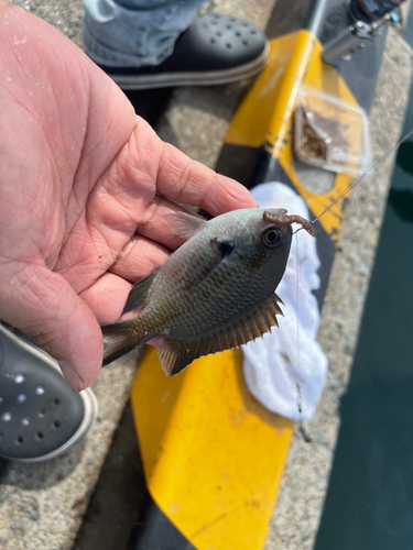 スズメダイの釣果