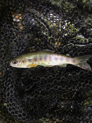 ヤマメの釣果