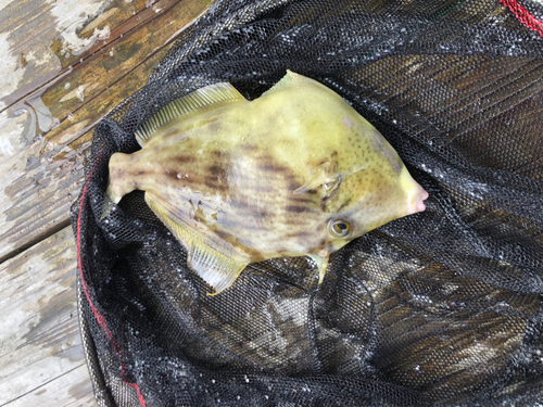 カワハギの釣果