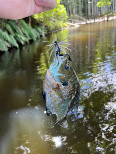 ブルーギルの釣果