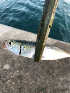 サバの釣果